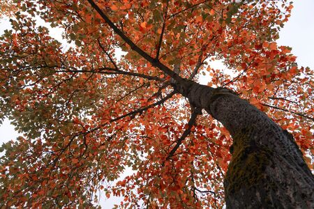 tree with autumn colors in autumn season in the natureの写真素材