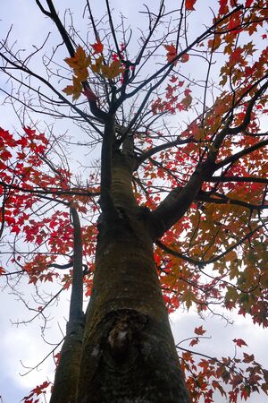 tree with autumn colors in autumn season in the natureの写真素材