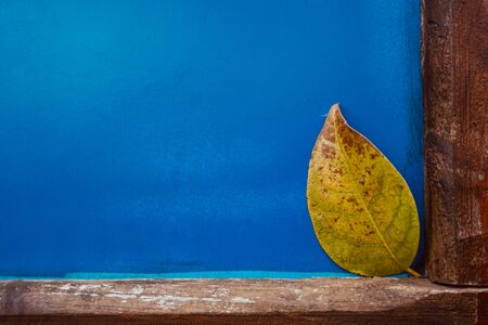 yellow leaf with autumn colors in the nature, autumn seasonの写真素材