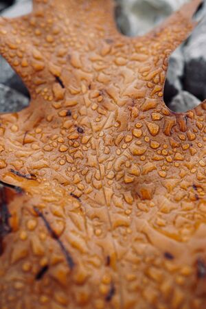 brown leaf with autumn colors in the nature, autumn seasonの写真素材