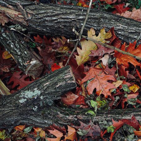 broken branches and brown leaves on the ground in autumn season, autumn colorsの写真素材