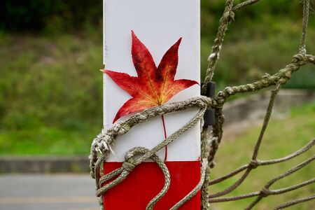 red maple leaf in autumn season, autumn colorsの写真素材