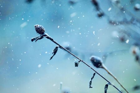 snow on the plants in winter season, white and cold daysの写真素材