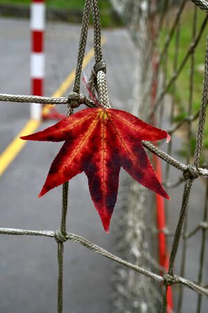 red maple leaf in autumn season, autumn colorsの写真素材