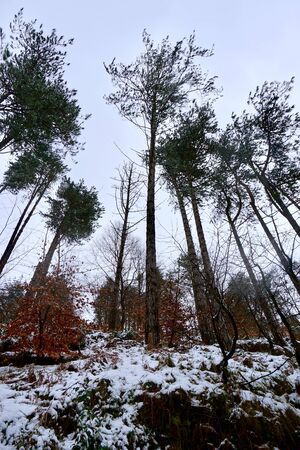 snow in the mountain in winter season, white and cold daysの写真素材