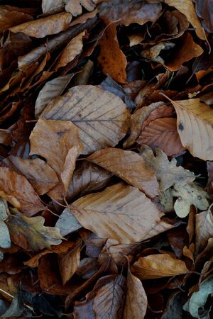 dry and brown leaves on the ground, brown backgroundの写真素材
