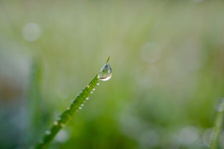 raindrops on the green grass in rainy days, winter seasonの写真素材