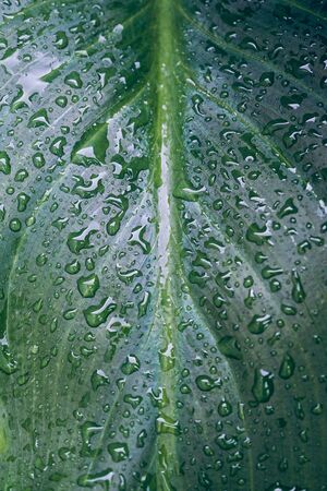 raindrops on the green plant leaves in rainy days in winter season