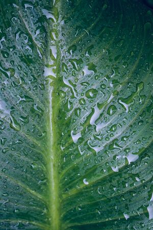 raindrops on the green plant leaves in rainy days in winter seasonの写真素材