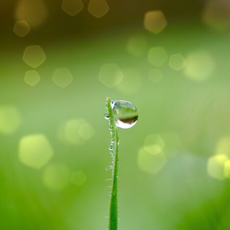 raindrop on the green grass in rainy days in spring seasonの写真素材