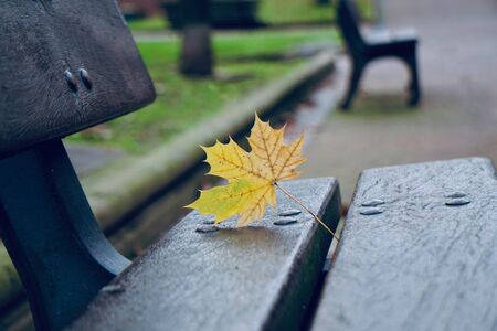 yellow tree leaf in the nature in autumn seasonの写真素材