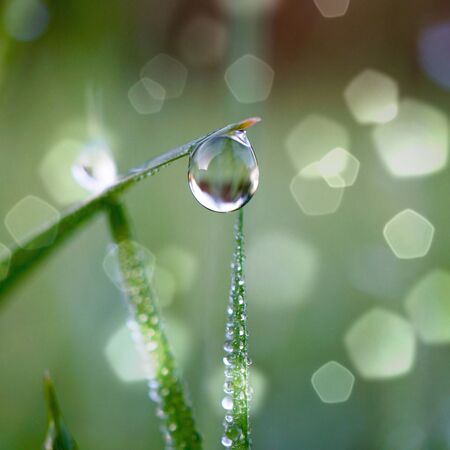 raindrop on the green grass in the rainty days in spring seasonの写真素材