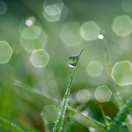 raindrop on the green grass in the rainty days in spring seasonの写真素材