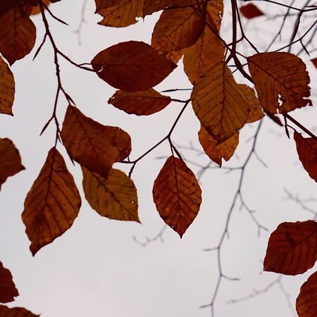 Brown tree leaves in the nature in autumn season,