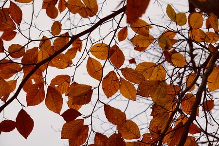 Brown tree leaves in autumn season,の写真素材