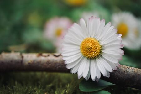 white daisy flower in the nature in spring seasonの写真素材