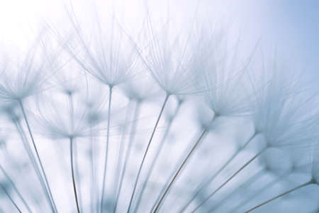 beautiful dandelion seed in the nature, flower in autumn seasonの写真素材