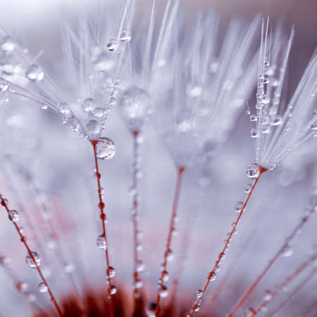 raindrops on the dandelion seed, abstract textured background, autumn seasonの写真素材