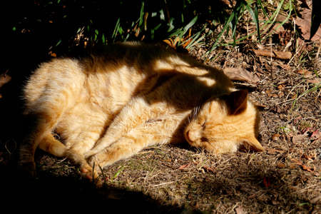 beautiful stay cat portrait, cats on the streetの写真素材
