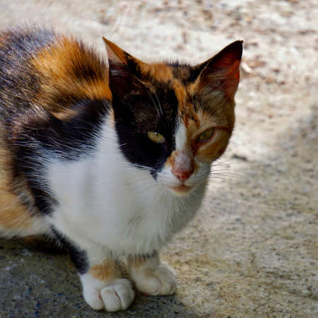 beautiful stay cat portrait, cats on the streetの写真素材
