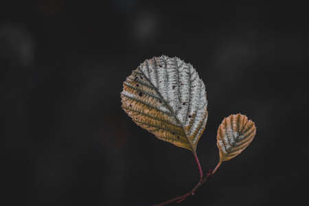 green plant leaves in the nature, autumn season, green backgroundの写真素材