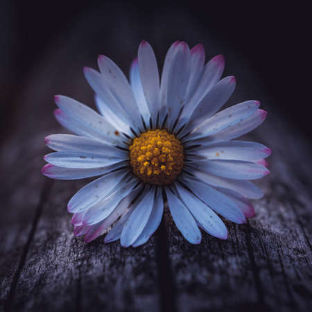 beuatiful white daisy flower in the garden, autumn seasonの写真素材
