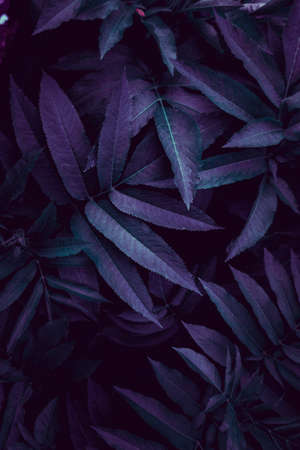 blue plant leaves in the garden, autumn season, blue backgroundの写真素材