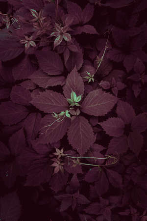 red and green plant leaves in the garden in autumn season, red backgroundの写真素材