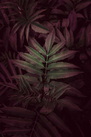 red and green plant leaves in the garden in autumn season, red backgroundの写真素材