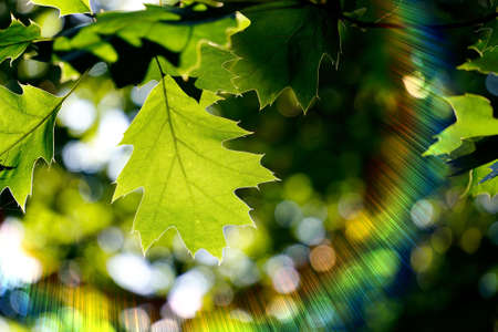 green tree leaves and sunlight in autumn season, green backgroundの写真素材
