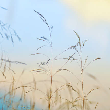plants and blue sky in the nature in autumn season, blue background
