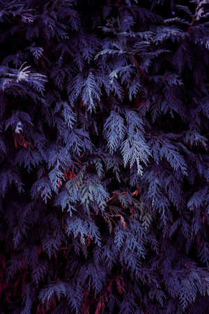 blue plant leaves in autumn season, blue backgroundの写真素材