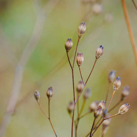 dry flower plant in the nature in autumn seasonの写真素材