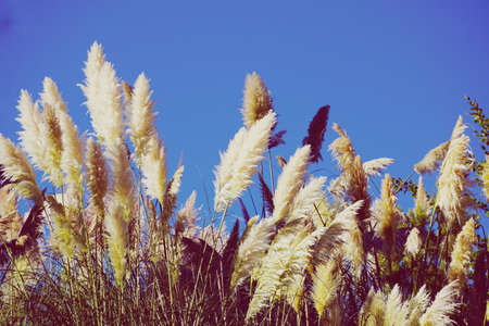 white flower plant and blue sky in the nature in autumn season