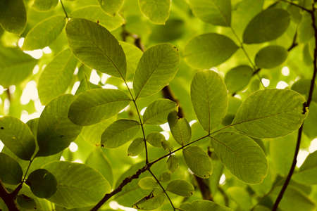 green tree leaves in autumn season, green backgroundの写真素材