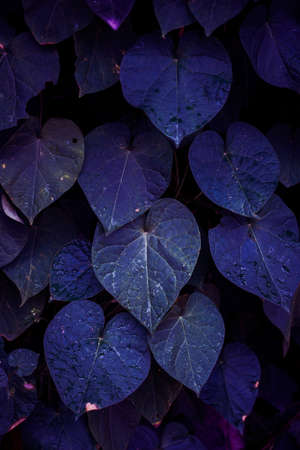 blue plant leaves in the garden in autumn season, blue backgroundの写真素材