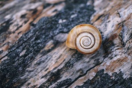 little snail in the nature in autumn season
