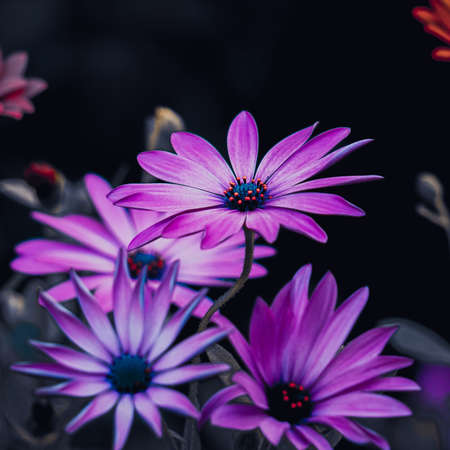 beautiful purple flowers in the garden in autumn seasonの写真素材