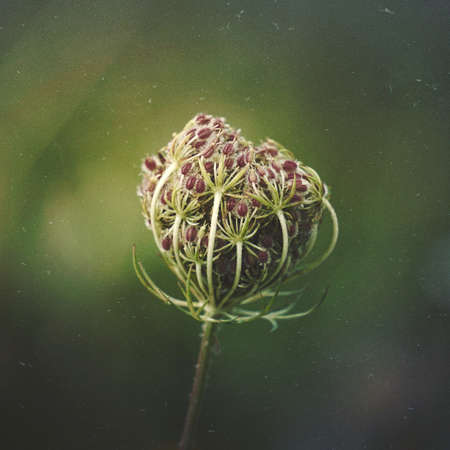 beautiful green flower in the garden in autumn seasonの写真素材