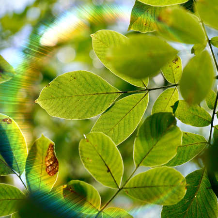 green tree leaves and sunlight in autumn season