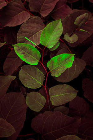 red plant leaves in the garden in autumn season