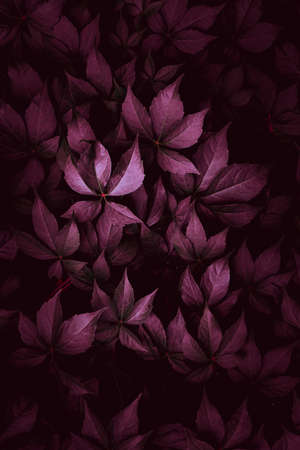 red plant leaves in the garden in autumn seasonの写真素材