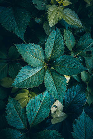 green plant leaves in the nature in atumn season