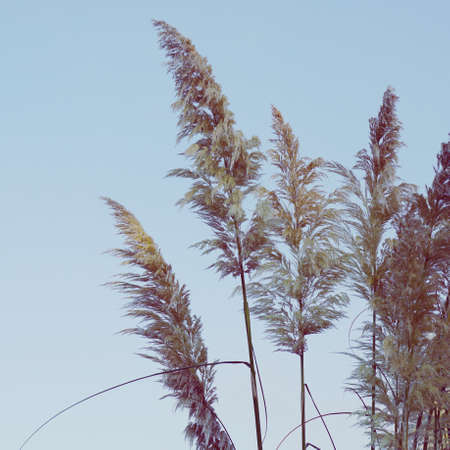 white flower plant and blue sky in the nature in autumn seasonの写真素材
