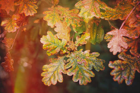 trees with colorful leaves in the nature in atumn season, autumn mode