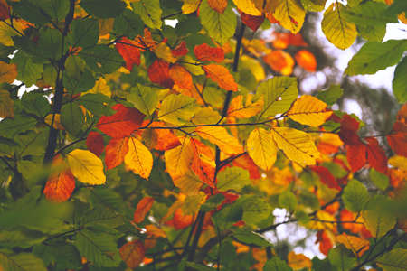 trees with colorful leaves in the nature in atumn season, autumn mode
