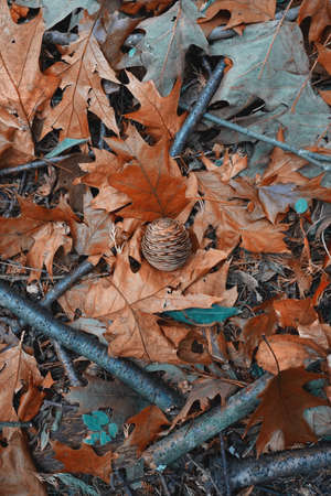 brown leaves and pine cone on the ground in autumn season, autumn modeの写真素材