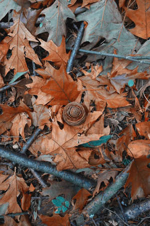 brown leaves and pine cone on the ground in autumn season, autumn modeの写真素材