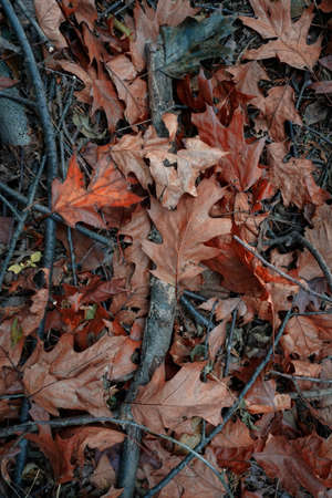 brown leaves and trunk on the ground in autumn season, autumn colorsの写真素材