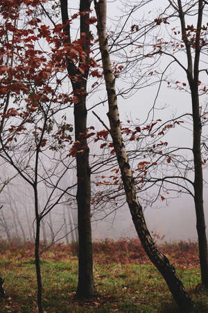 road in the mountain with trees with autumn leaves, autumn colors